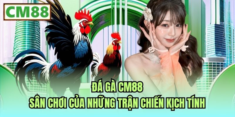 Đá Gà CM88 - Sân Chơi Của Những Trận Chiến Kịch Tính