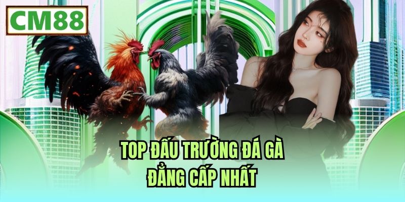 Top đấu trường đá gà đẳng cấp nhất